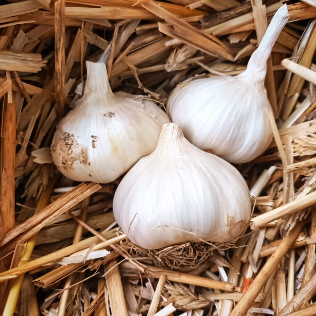 Bio Knoblauch
