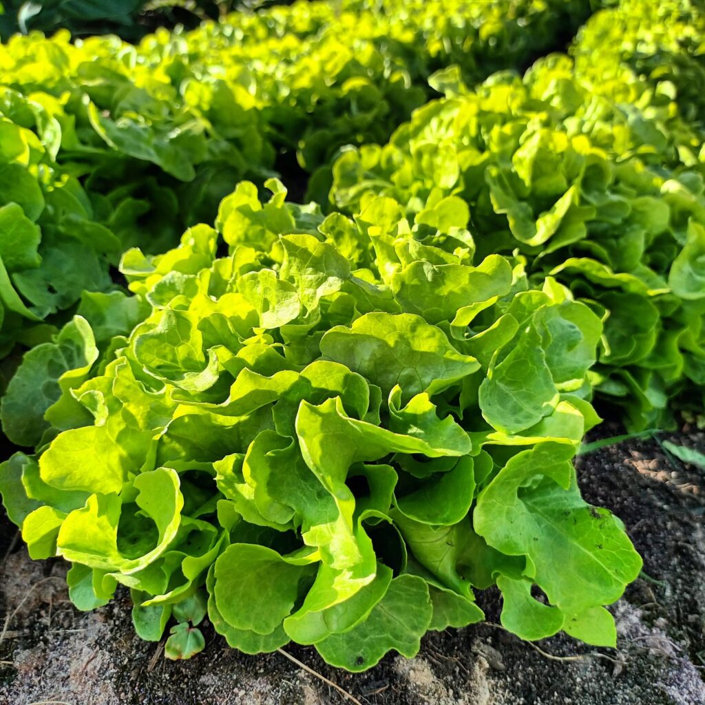 Bio Salat