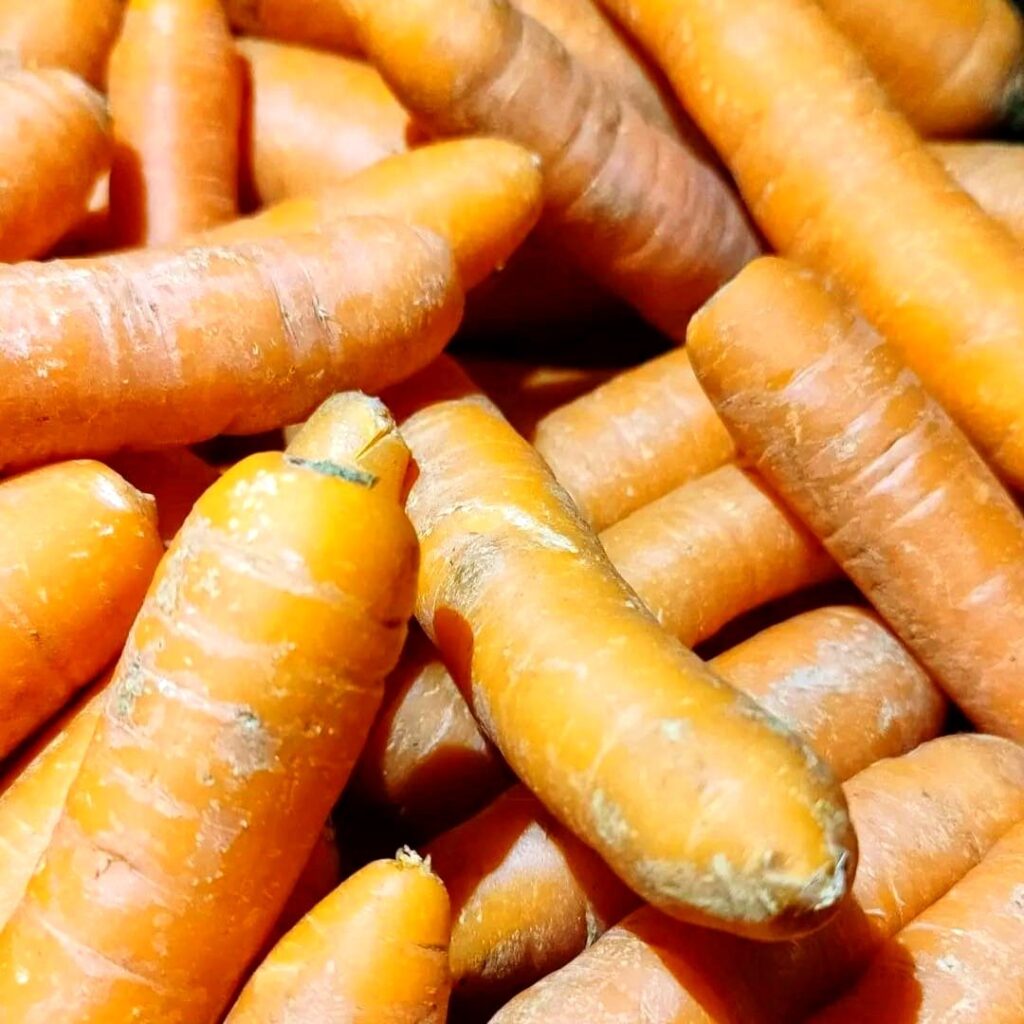 Bio Möhren