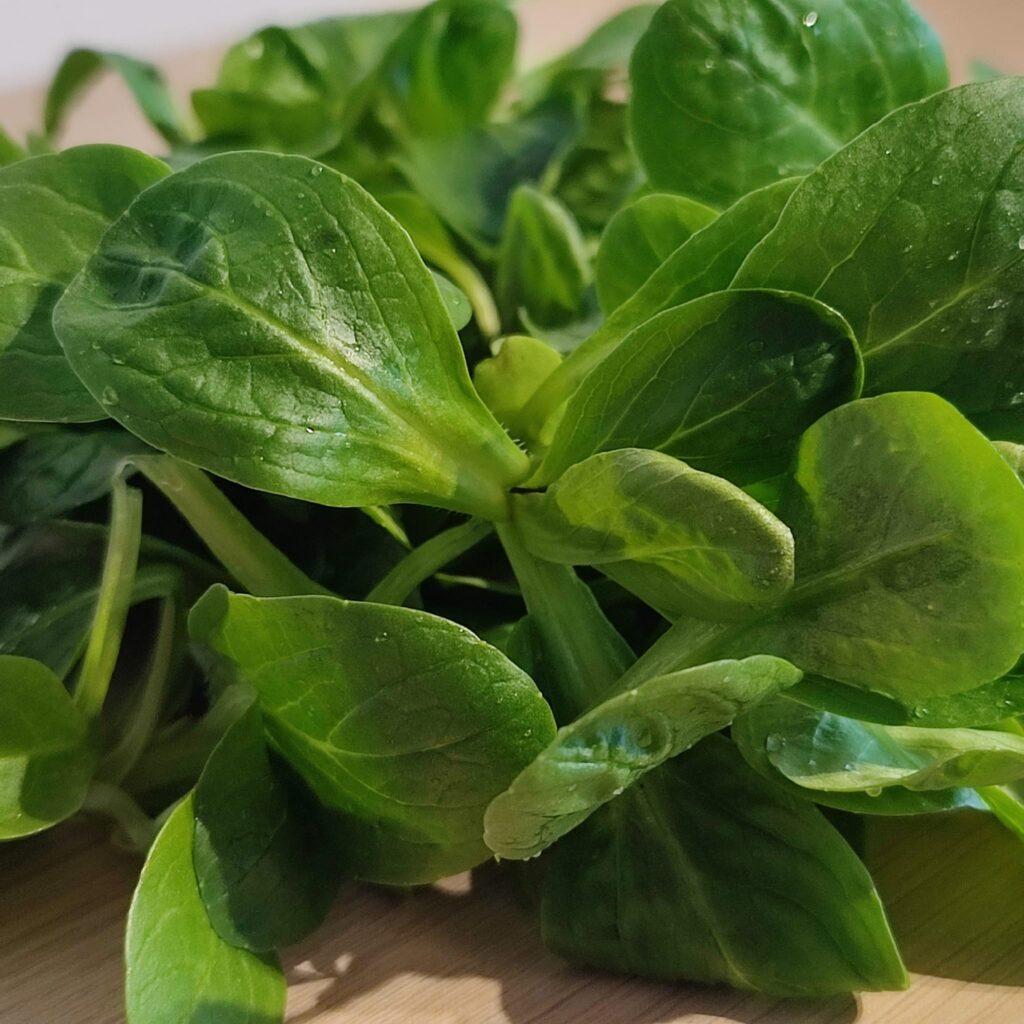 Bio Feldsalat