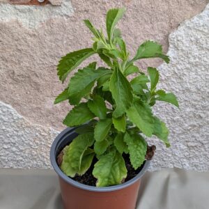 Bio Stevia im Topf