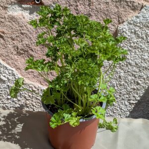 Bio Petersilie Kraus im Topf