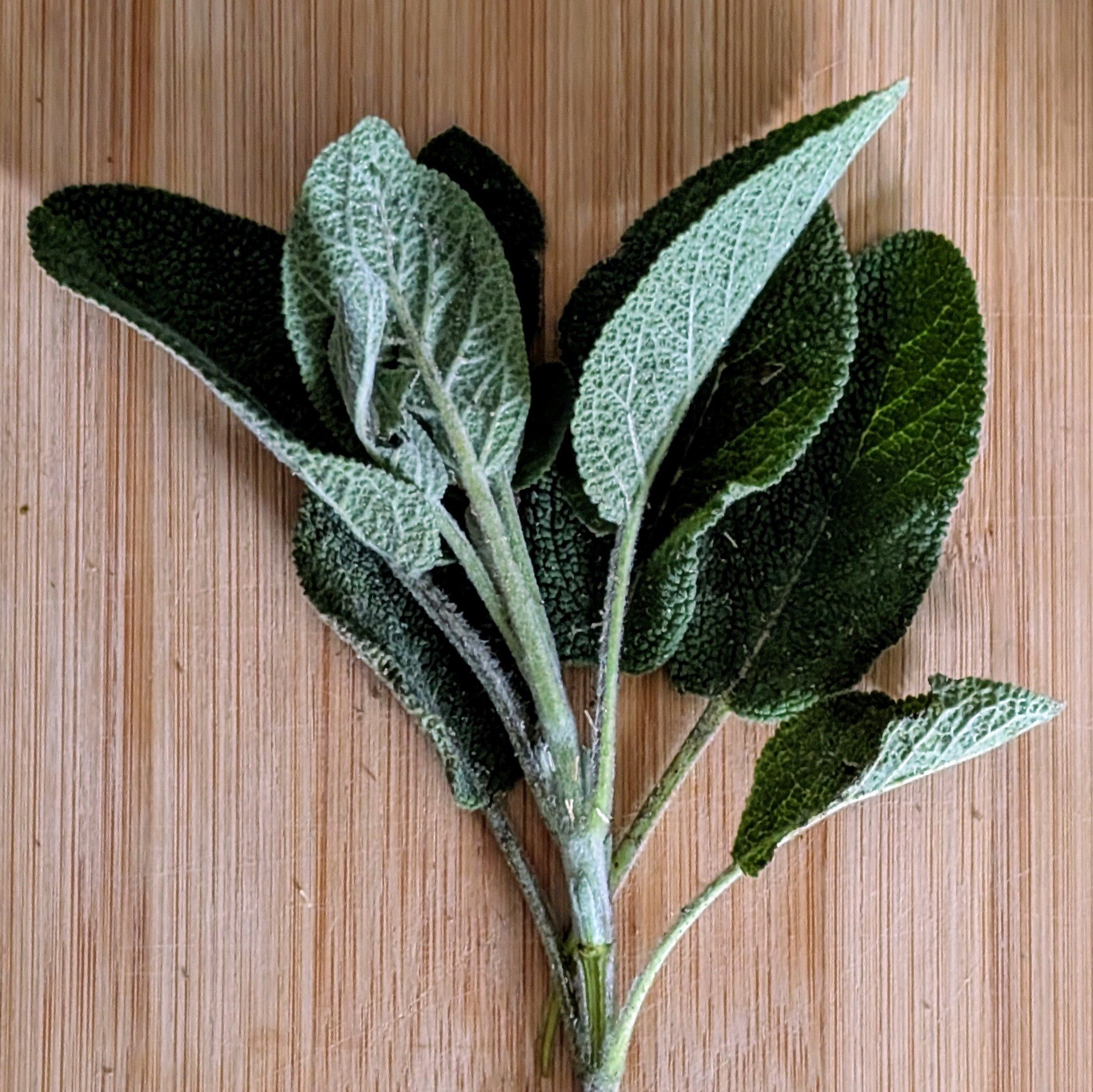 Bio Salbei