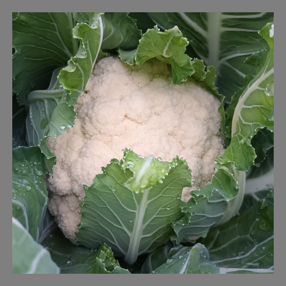 Blumenkohl vom neuen Acker