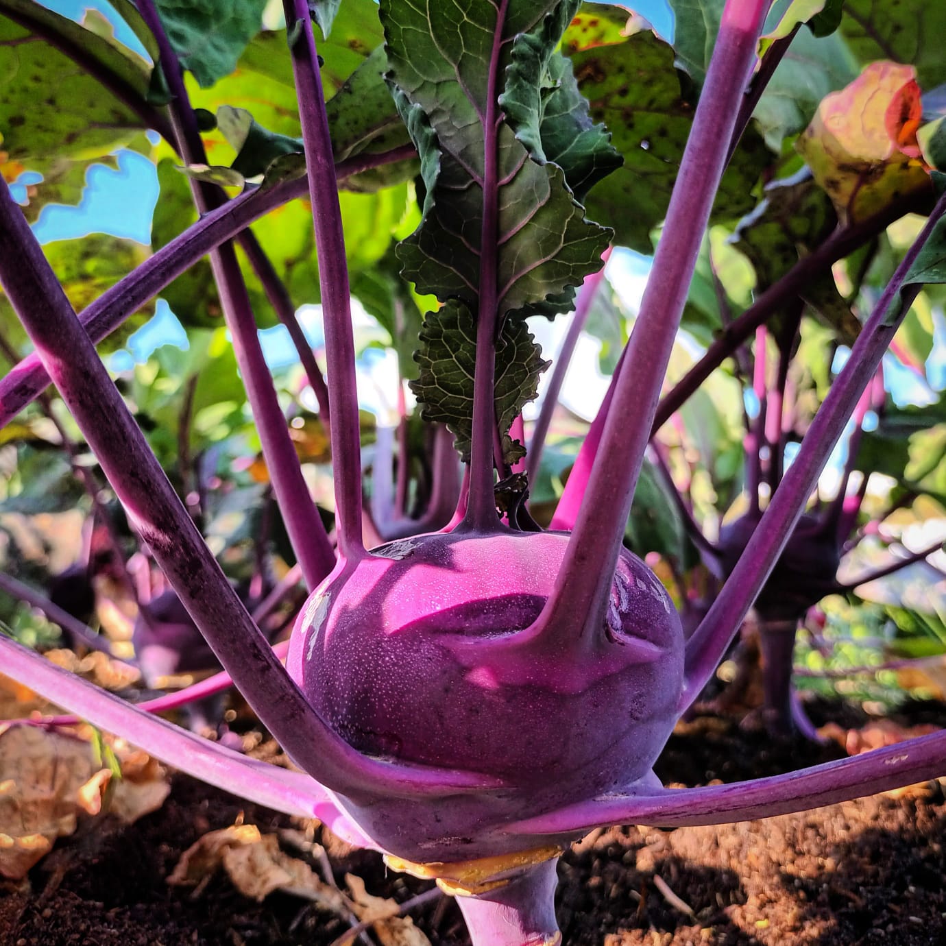 Bio Kohlrabi