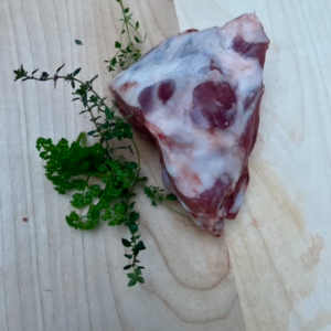 Bio Rehschulter mit Knochen