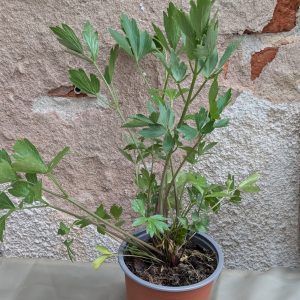 Bio Liebstock