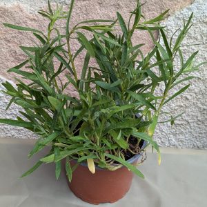 Bio russischer Estragon
