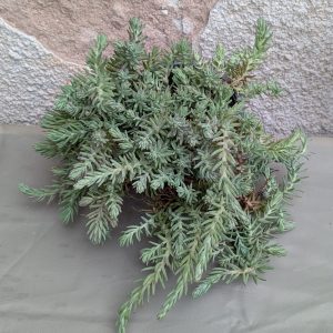 Bio Tripmadam