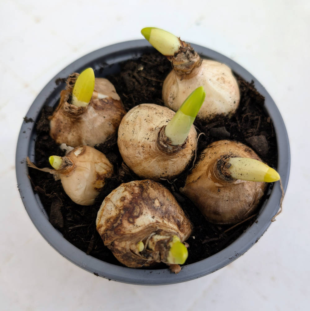 Bio Narzissen L – Bild 2