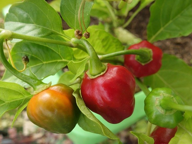 Bio Chilli Habanero Rot – Bild 3