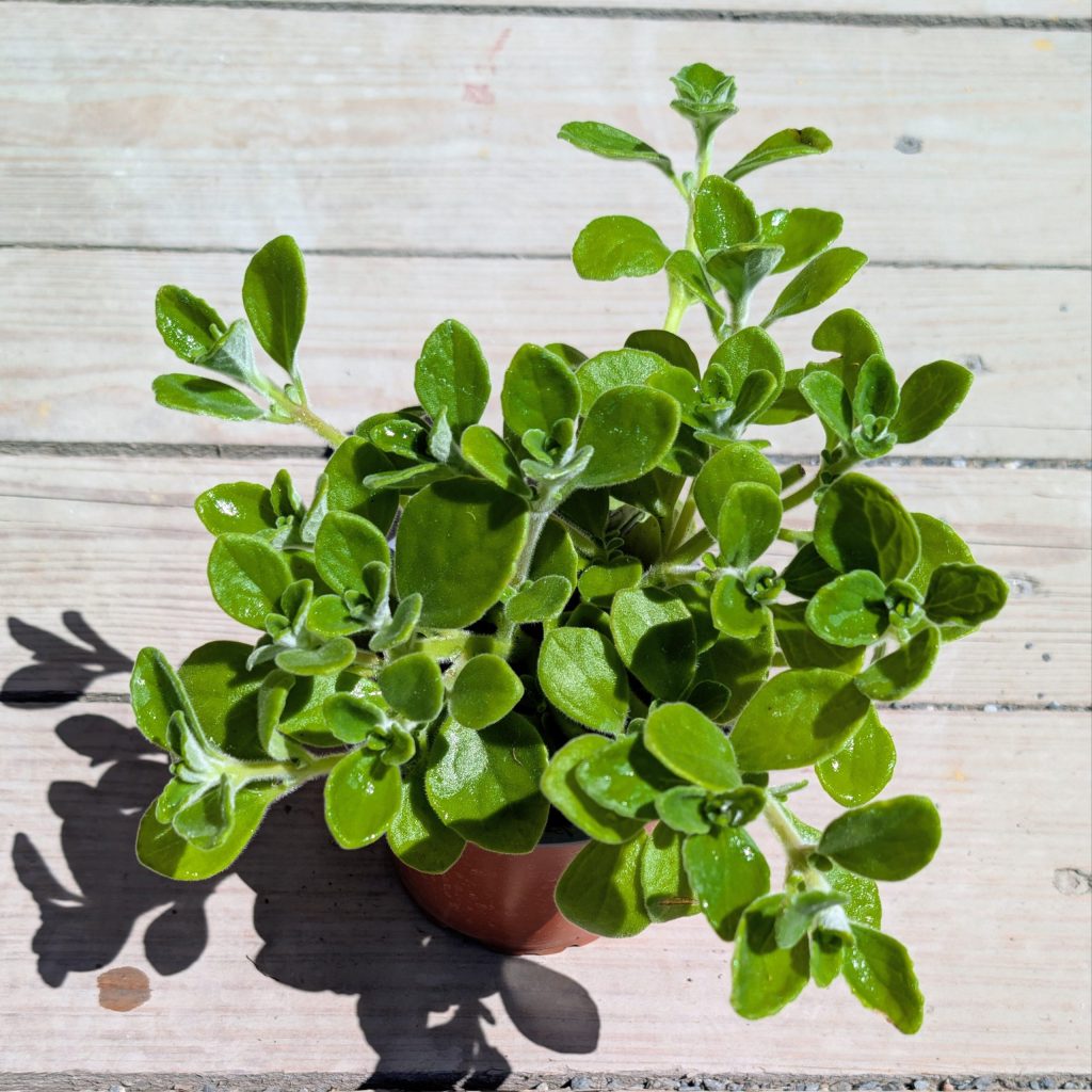 Bio Puerto Rico Oregano