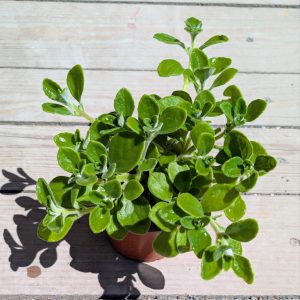 Bio Puerto Rico Oregano
