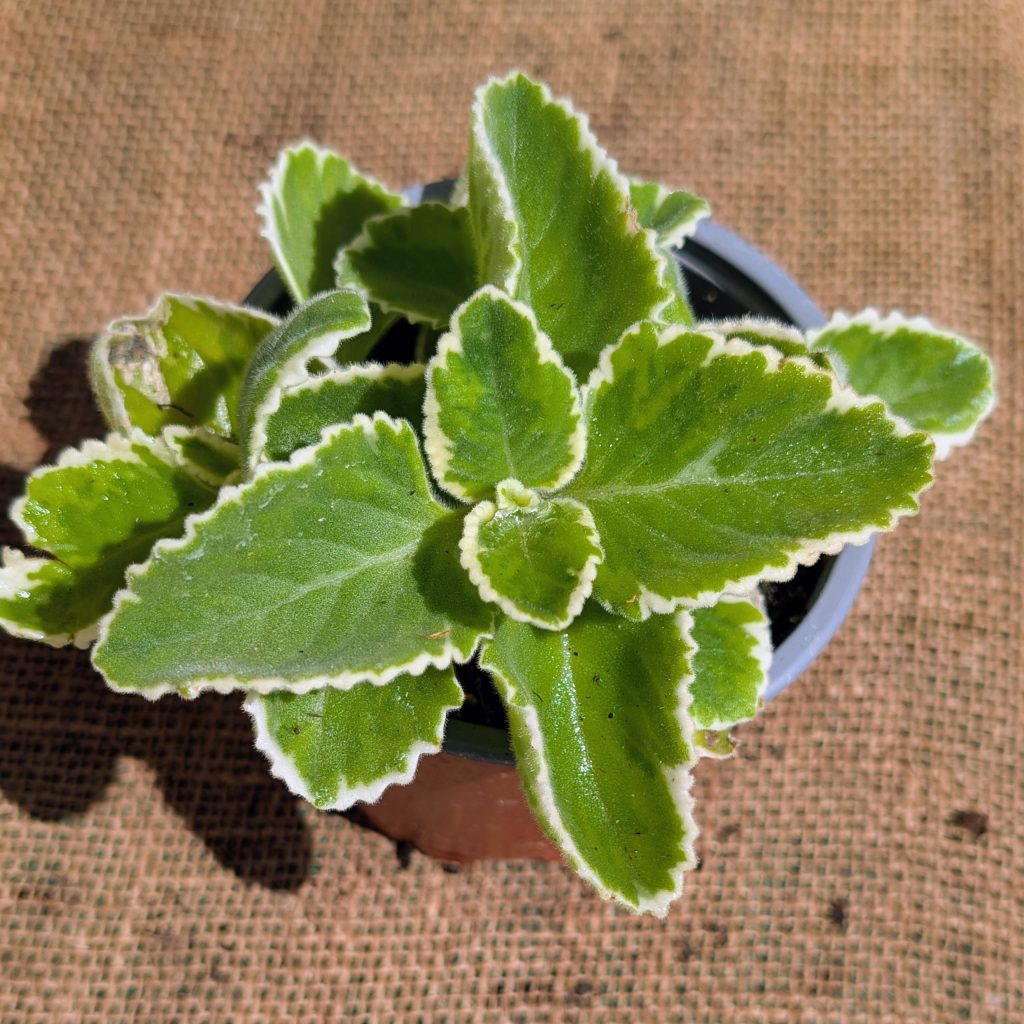 Bio Jamaika Thymian