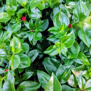 Bio Eiskraut
