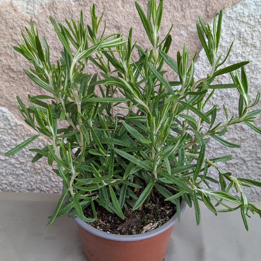 Bio Rosmarin