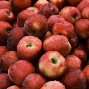 Jakob-Fischer-Apfel vom neuen Acker