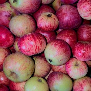 Gewürzluikenapfel vom neuen Acker