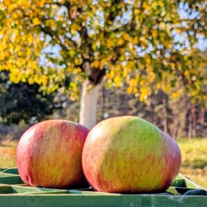 Hauxapfel vom neuen Acker