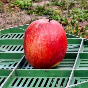 Roter Eiser vom neuen Acker